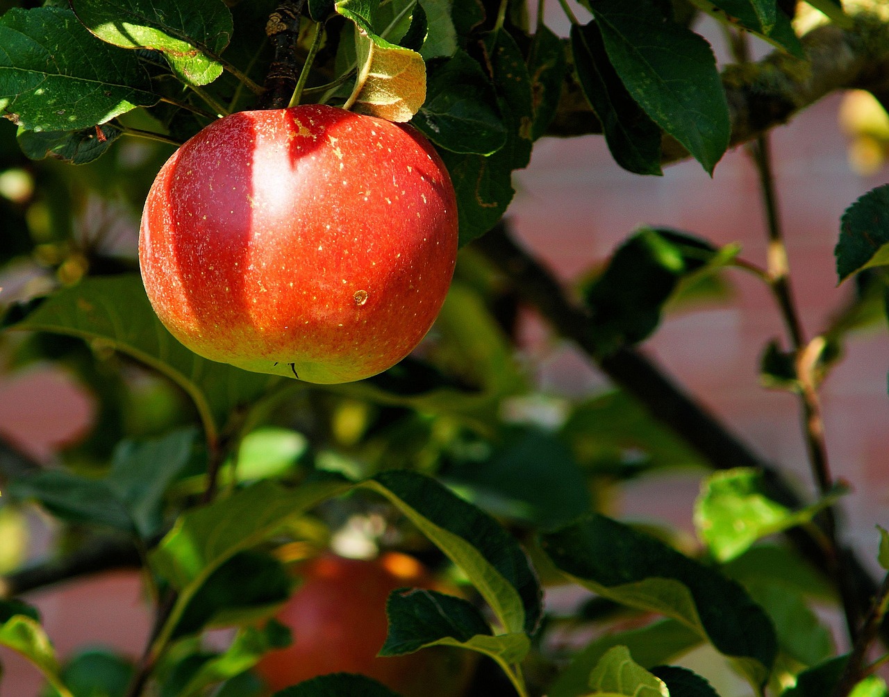 Building Better Soil in the Orchard: Cover Crops, Mulch, and the Long Game