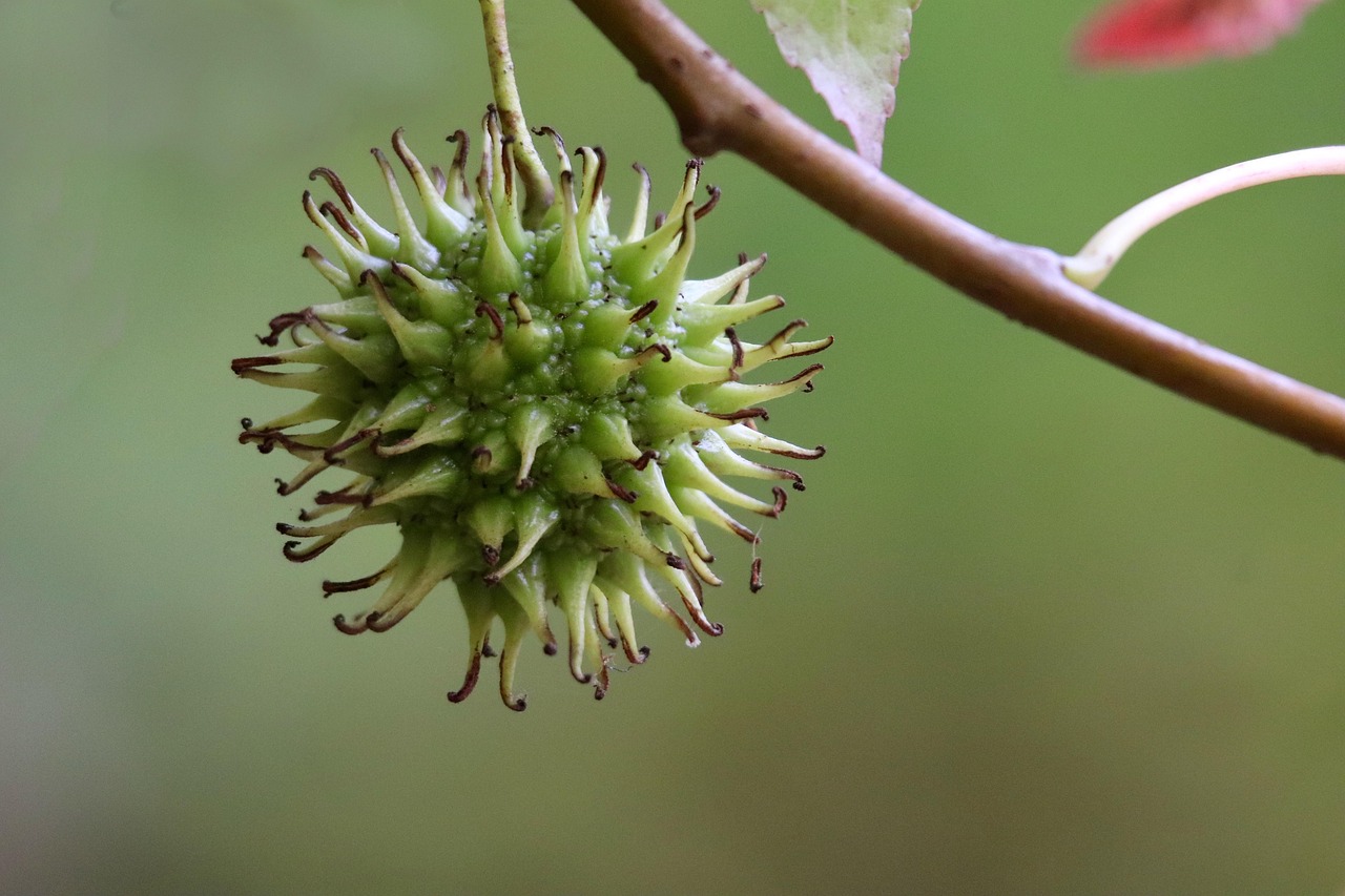 Espalier and Small-Space Orchards: Growing Fruit in Tight Quarters