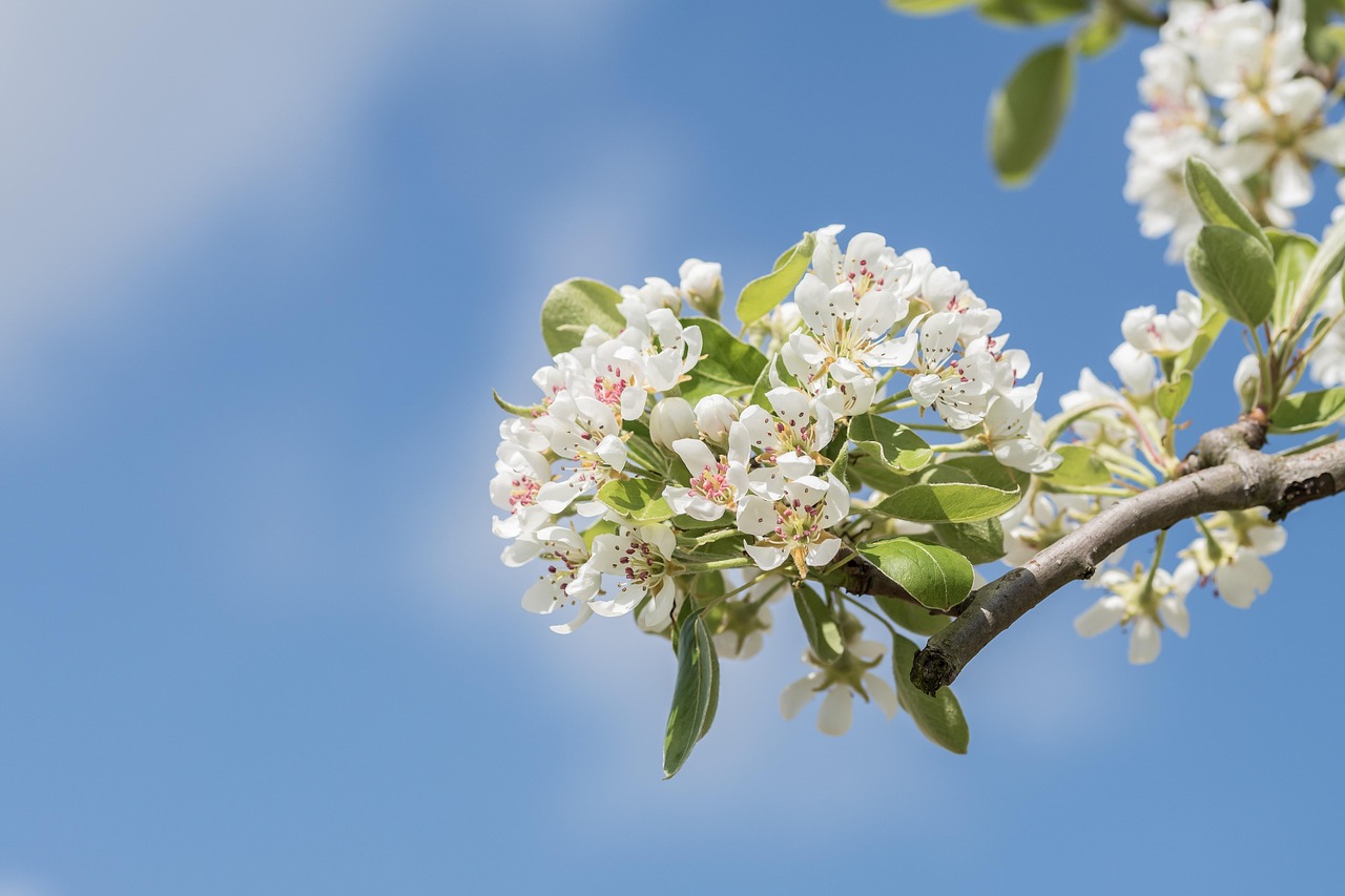 Managing Fire Blight in the Home Orchard Without Losing Your Trees