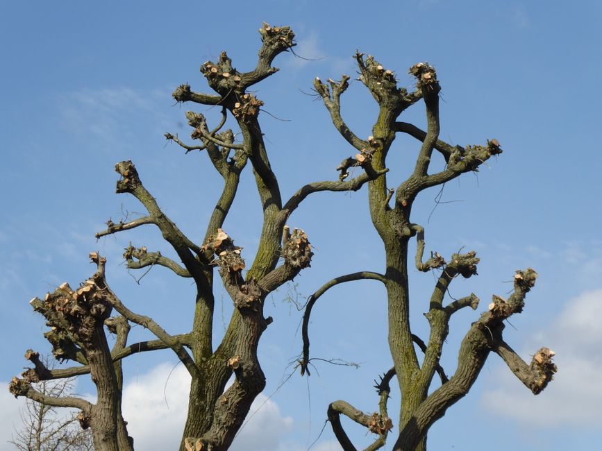 Pruning Apple Trees in Late Winter: A Beginner's Guide to Healthier Harvests