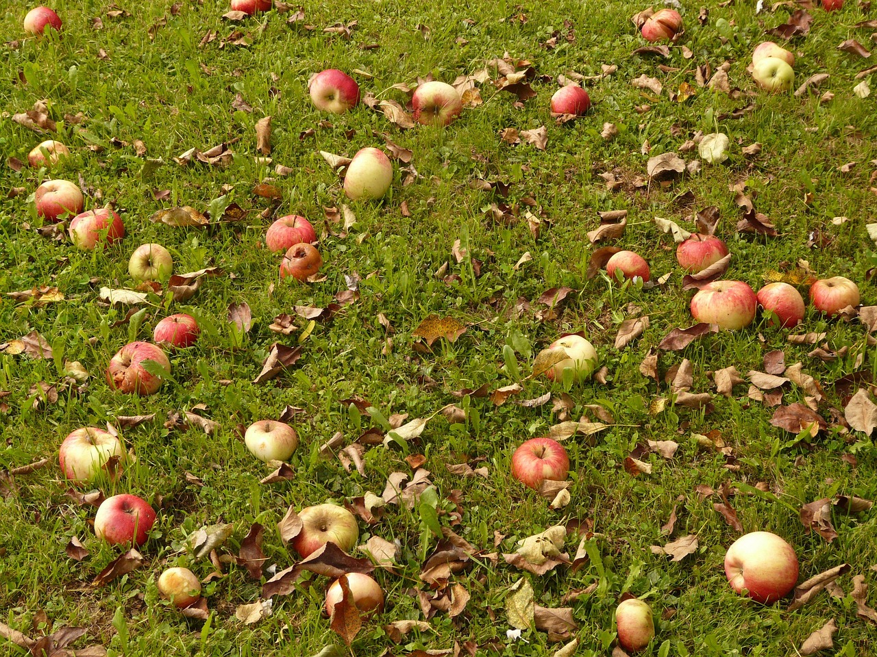 The Fall Cleanup That Decides Next Year's Harvest