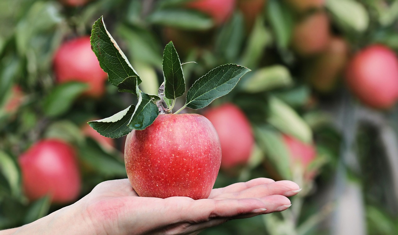 Thinning Fruit: The Uncomfortable Habit That Doubles Your Harvest Quality